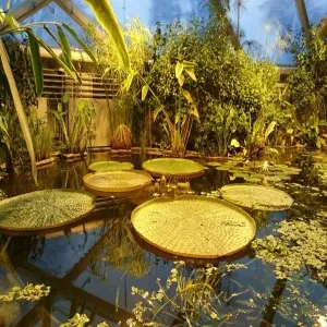 Foto de Botanical Garden and the Greenhouses